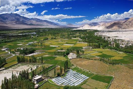 Vibrant lush green agricultural fields and poplar groves in Ladakh Indus Valley in August