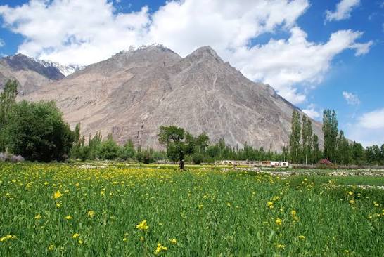 Yellow wildflowers blooming across green fields in Nubra Valley Ladakh with mountain peaks behind