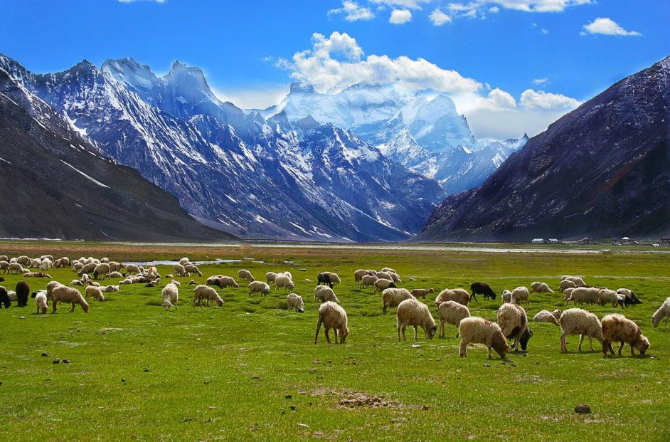 Suru Valley meadow with sheep grazing against snow clad jagged Nun Kun Himalayan peaks in October