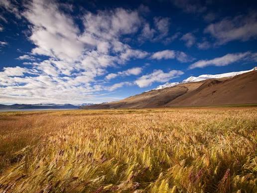 Golden barley fields in front of high altitude lake and snow mountains in Ladakh in October