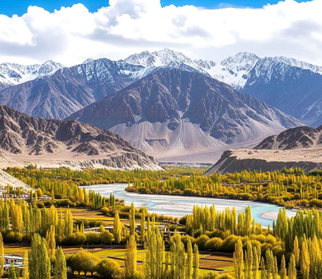Double-humped Bactrian camels at Hunder sand dunes in Nubra Valley in September